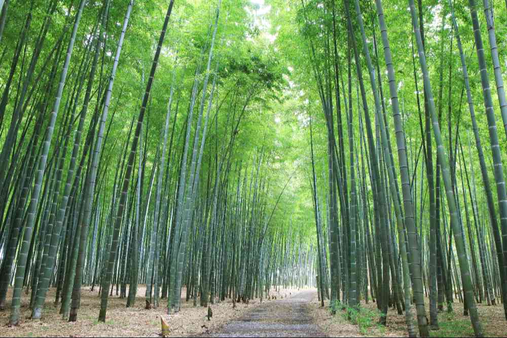 若竹の杜 若山農場